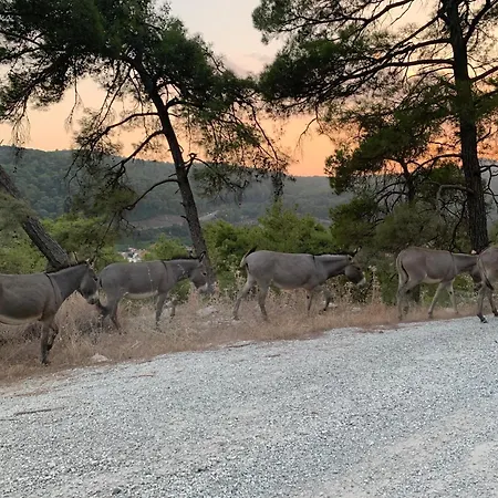 Rustic Modern Patio With Shared Pool